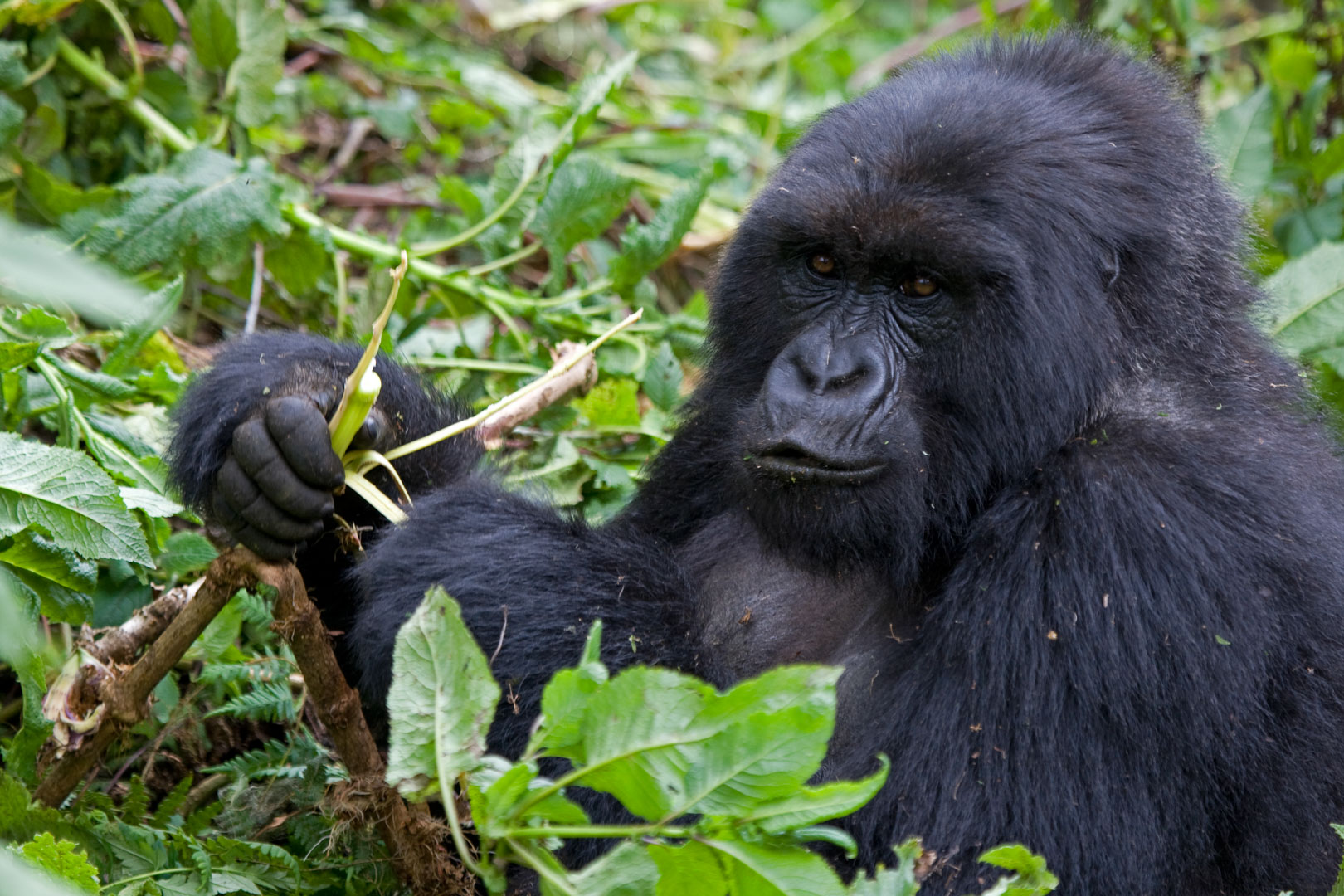 Rwanda Gorilla Trekking Wildlife