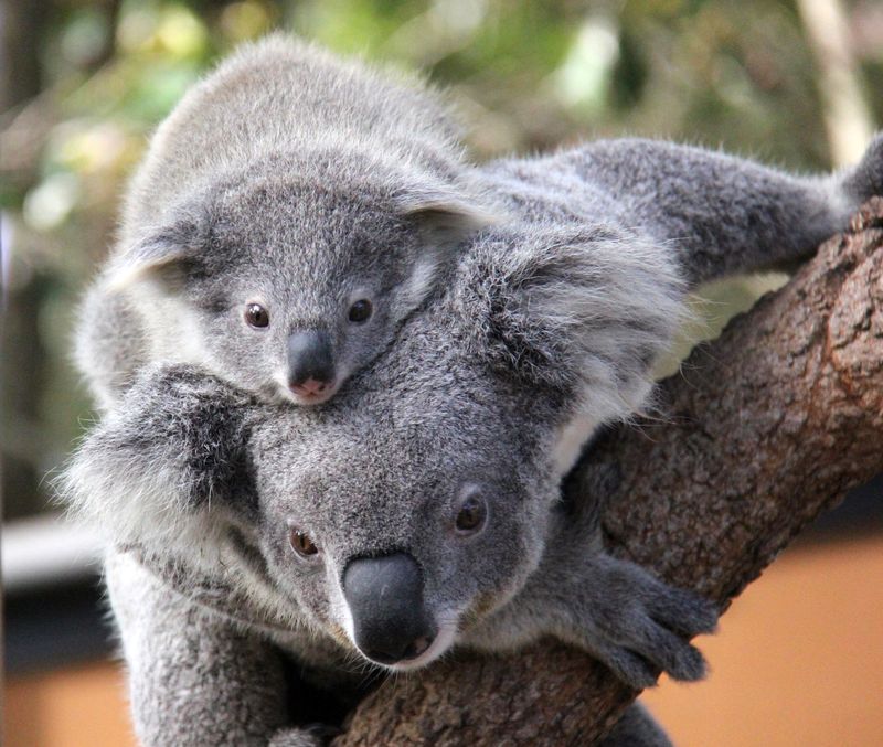 Australia-Koalas