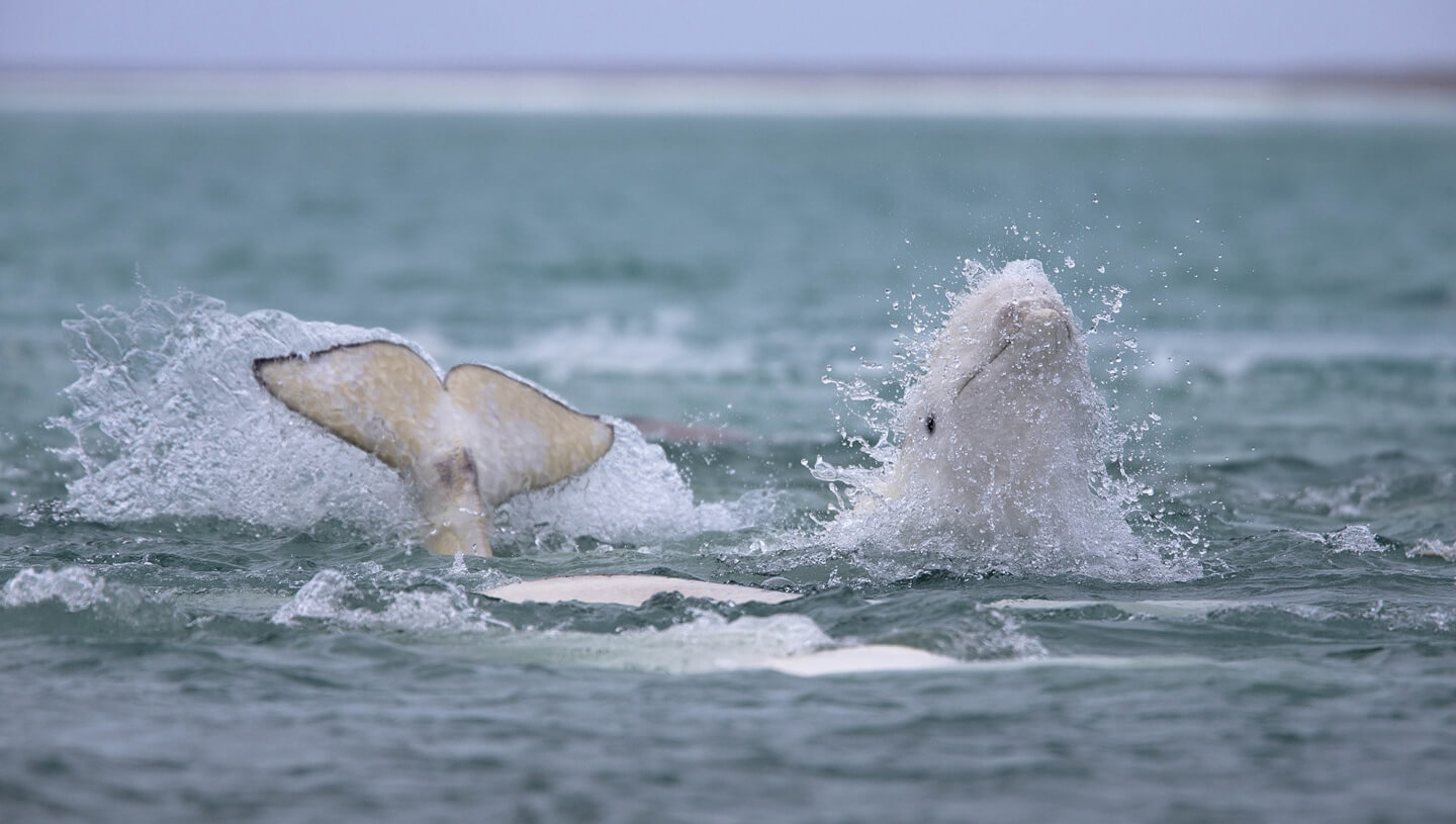 Beluga whales at Arctic Watch