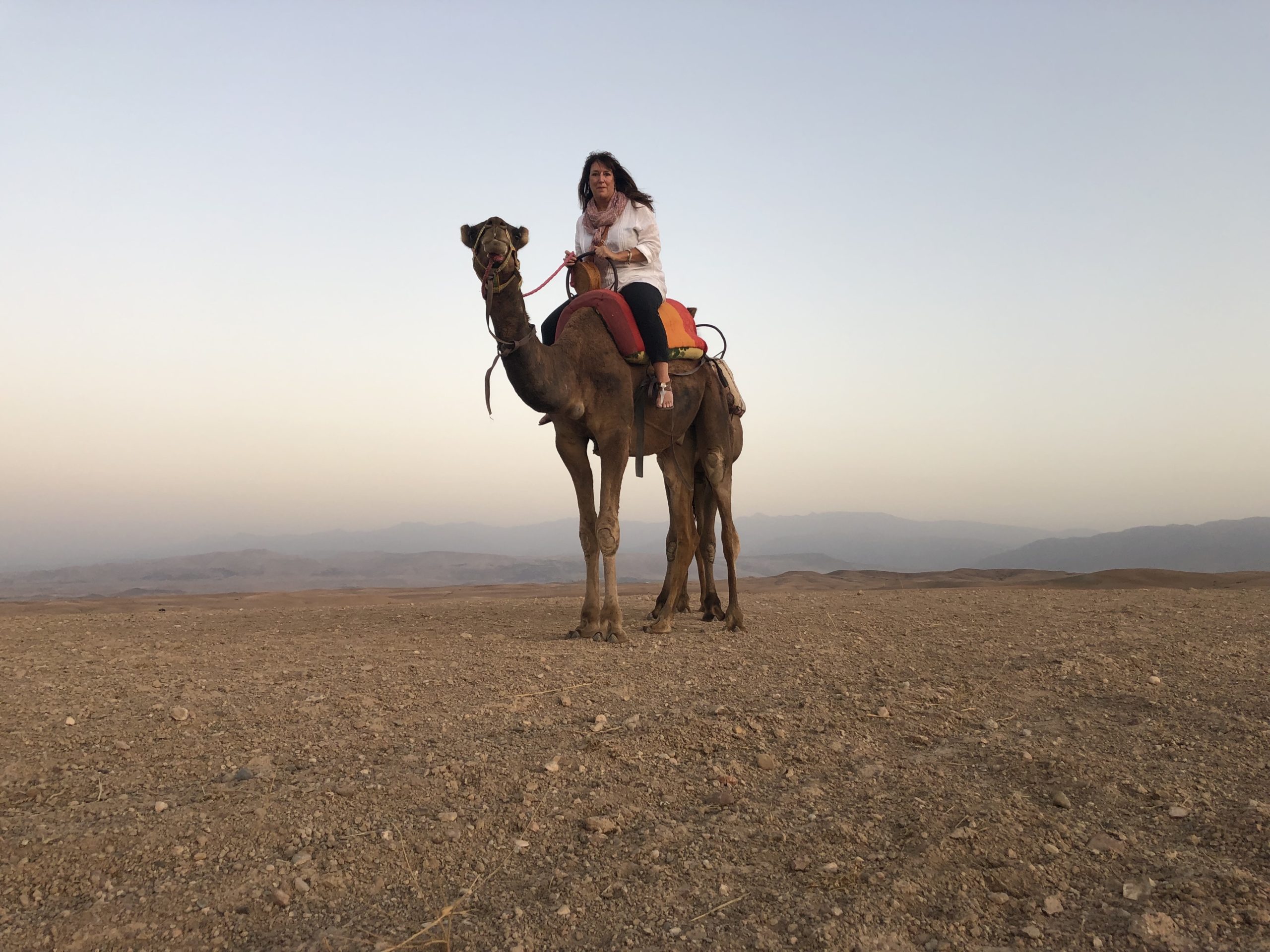 Camel trekking, Agafay Desert, Morocco, Africa