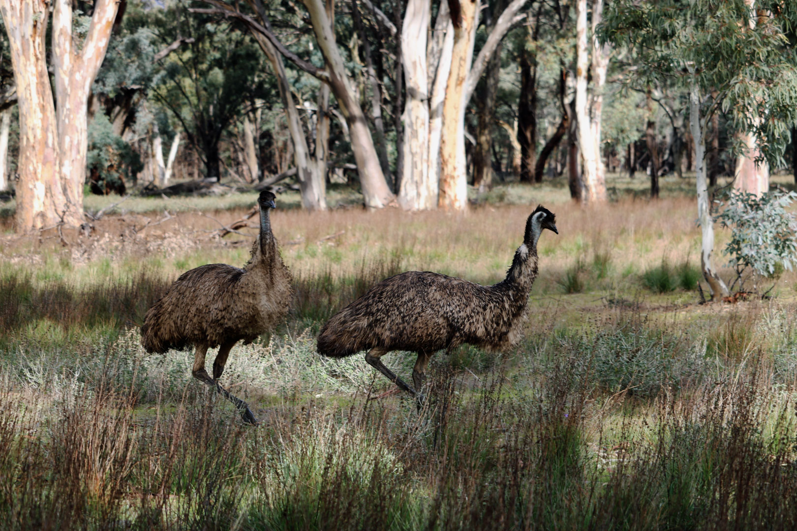 Arkaba-Flinders Range-South Australia