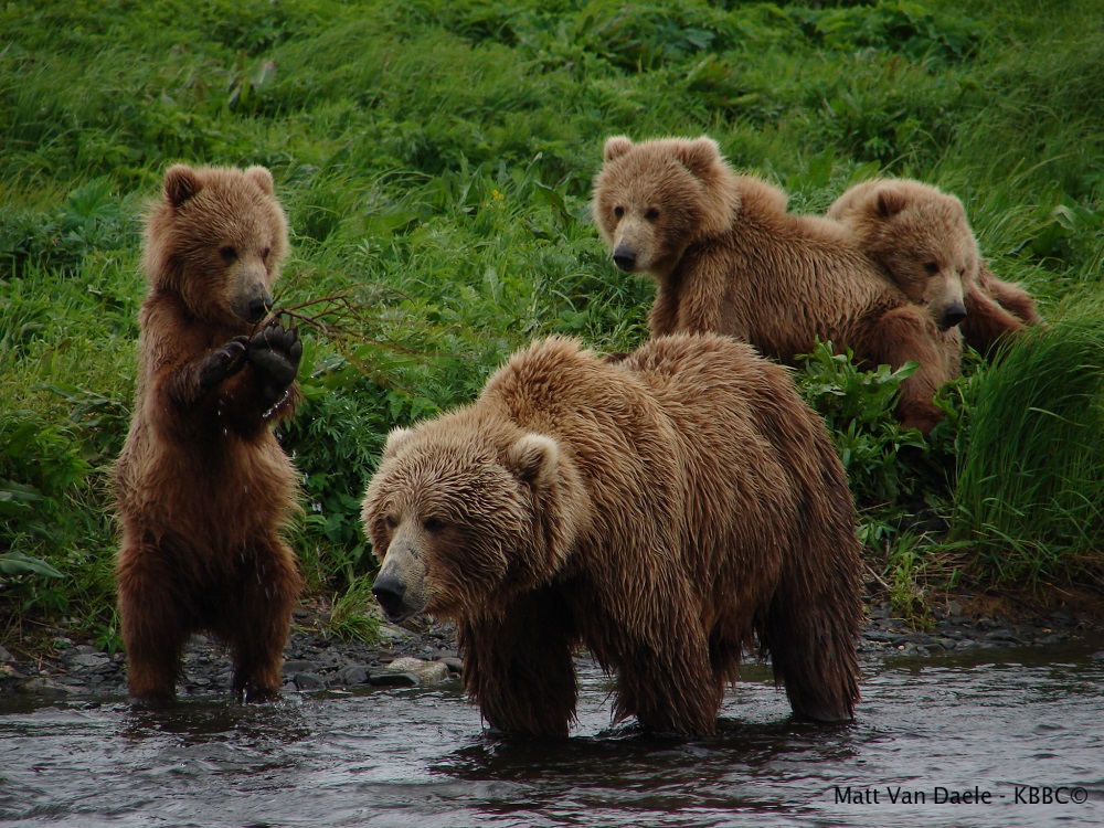 Kodiak Brown bear center - alaska