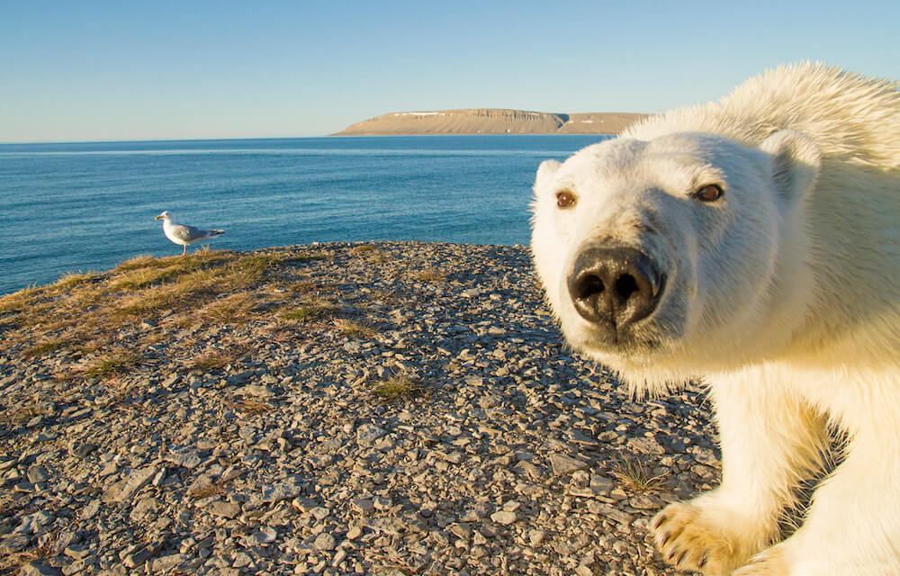 Polar Bear-Canada