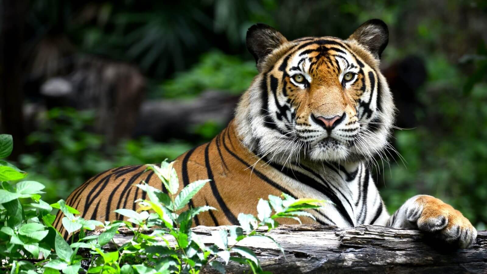 tiger-ranthambore